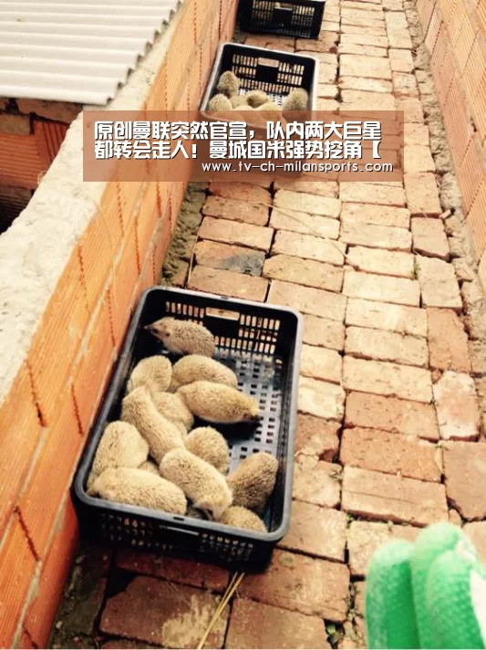 原创曼联突然官宣,队内两大巨星都转会走人!曼城国米强势挖角【米兰体育】(图2) 米兰体育